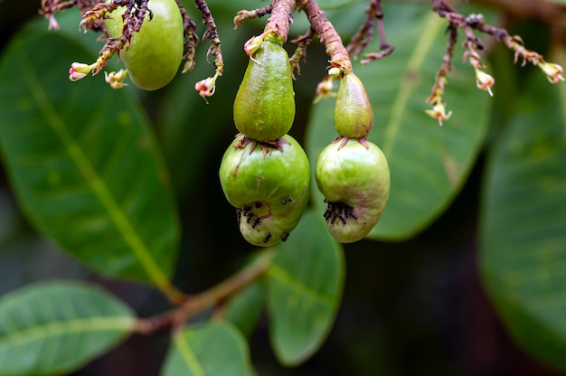 Premium Photo | Jambu mete, the cashew seeds and the cashew apple ...