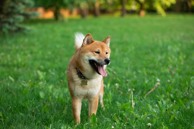 Japanease Dog Red Shiba Inu Running On The Grass Photo