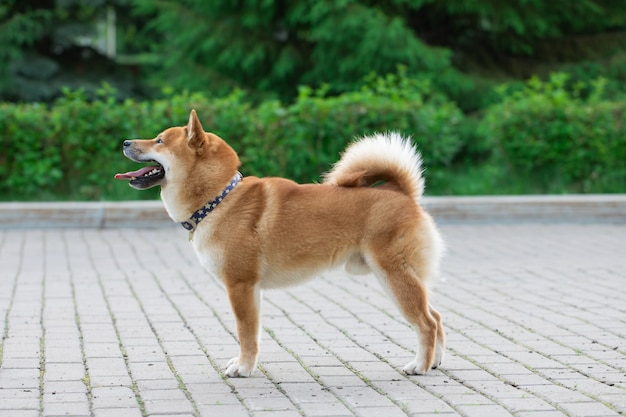 Japanease Dog Red Shiba Inu Running On The Grass Photo