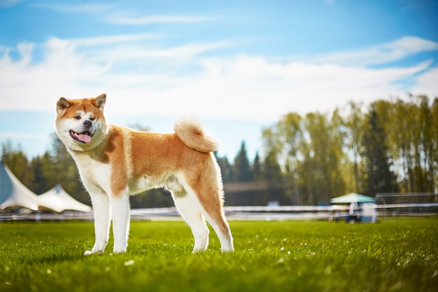 Japanese Dog Akita Inu For A Walk Premium Photo