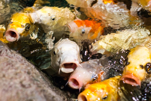 食べ物を求めて日本の面白い派手な鯉の魚 プレミアム写真