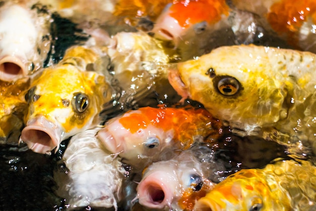 食べ物を求めて日本の面白い派手な鯉の魚 プレミアム写真