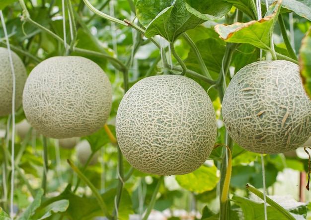 Premium Photo | Japanese green cantaloupe. fresh melon on tree in garden