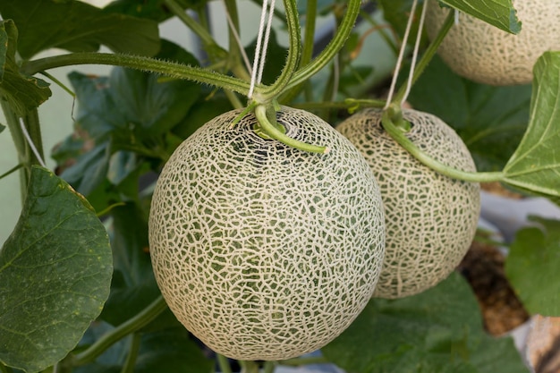 Premium Photo | Japanese green cantaloupe with green leaves background ...