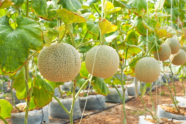 Premium Photo | Japanese green cantaloupe with green leaves in field