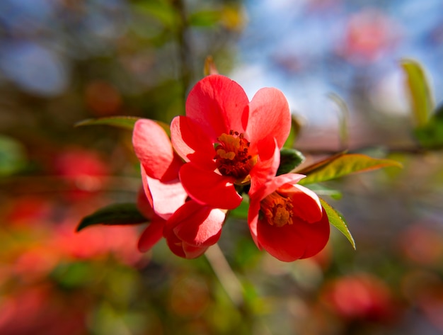 日本のマルメロの花 Chaenomeles 晴れた日の春の小さな赤い花 プレミアム写真