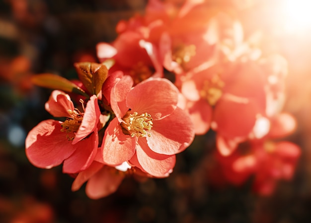 日本のマルメロの花 ボケ 春の小さな赤い花 プレミアム写真