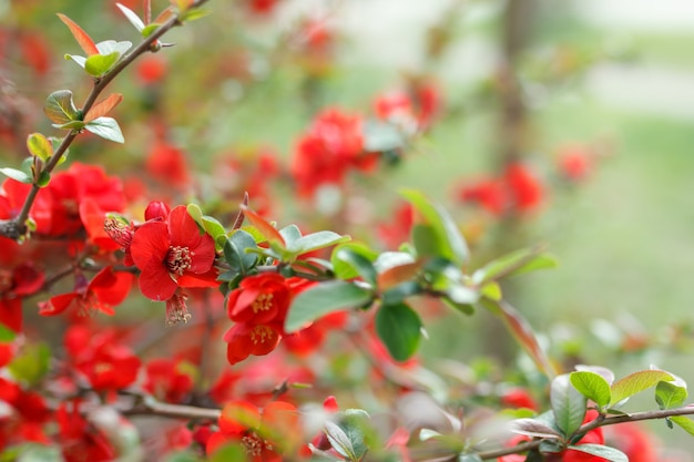 Premium Photo | Japanese quince flowers