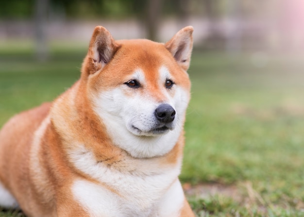 japanese shiba inu