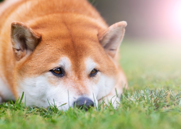 japanese shiba inu