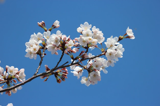 日本の白い桜桜の花は青い空を背景に枝します プレミアム写真