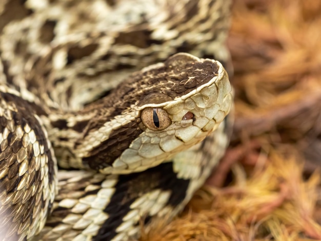 Premium Photo | Jararaca snake (bothrops jararaca) . poisonous ...