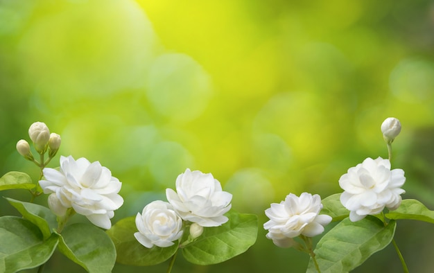 Premium Photo | Jasmine flower background