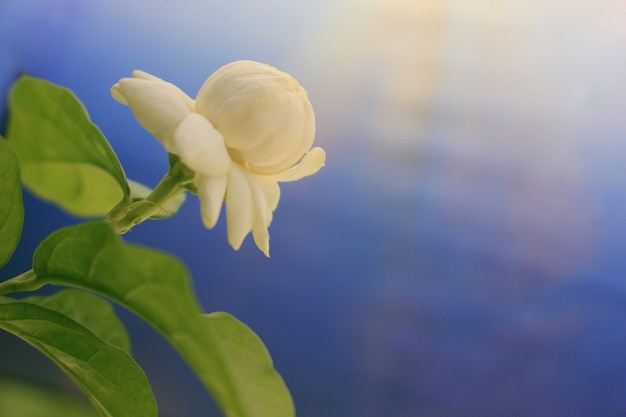 Premium Photo | Jasmine flowers on a blue background.