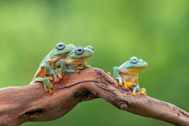 Premium Photo | Javan flying tree frog on tree branch