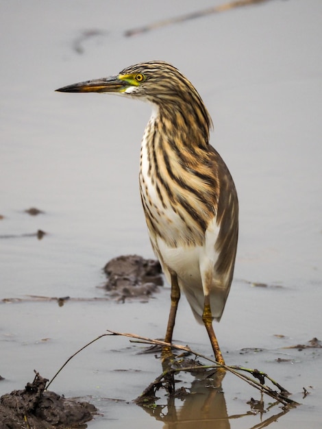 Premium Photo | Javan pond heron birds adult birds outside the breeding ...