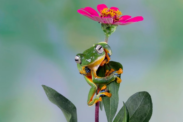 ジャワの木のカエルの花 木のカエル プレミアム写真