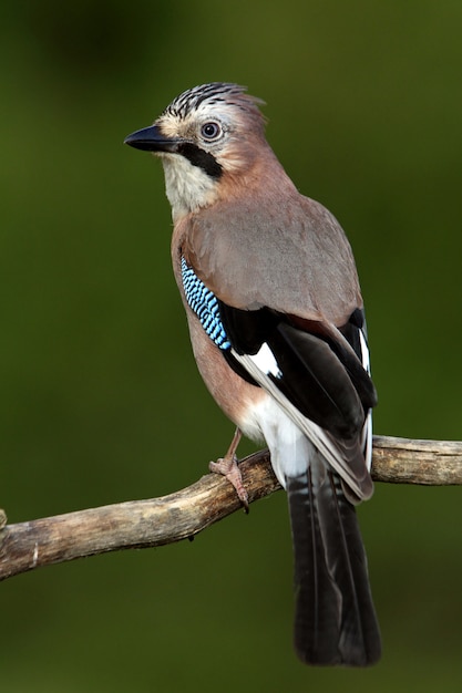 Premium Photo | Jay on branch