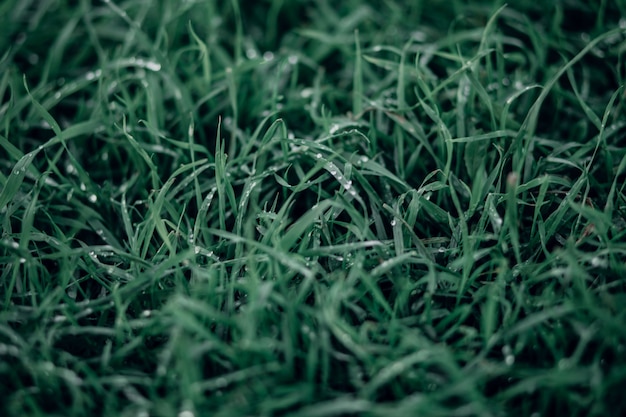 Premium Photo Juicy Lush Green Grass On Meadow With Drops Of Water Dew In Spring Summer 