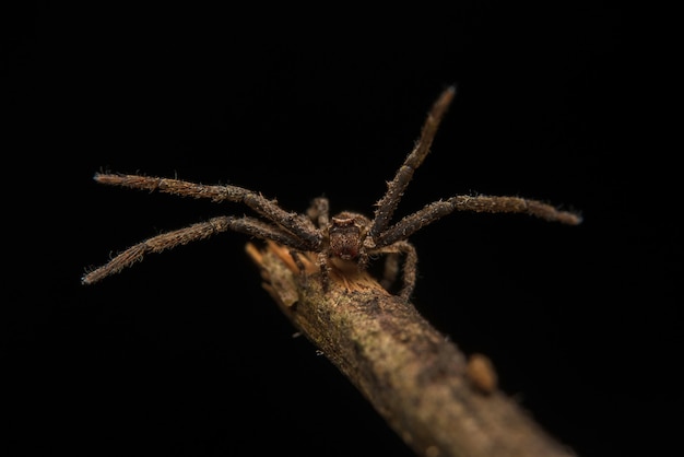 Jumping Spider Predator Nature Habitat | Free Photo