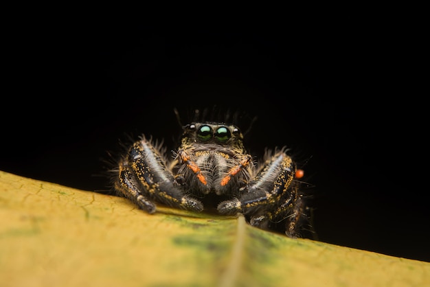 Free Photo | Jumping spider predator nature habitat