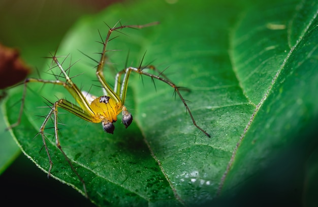 ジャンプするクモは緑色の葉にオレンジ色 美しい黒色をしています プレミアム写真