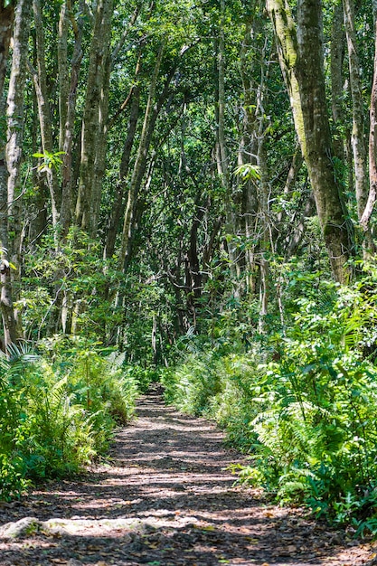 Premium Photo | Jungle forest with walking path and wildlife on a clear ...