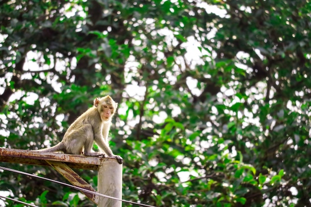 Premium Photo | Jungle monkeys are climbing electric poles to look for lace  and fruit falling on floor