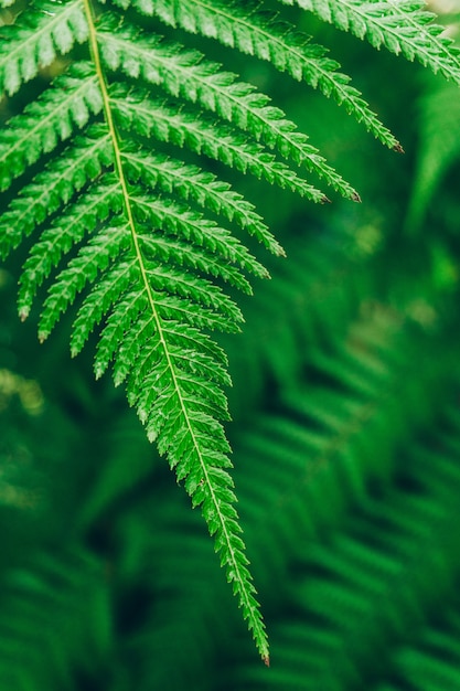 ジャングルの植物の背景 熱帯の茂みやジャングルの中で茂み プレミアム写真