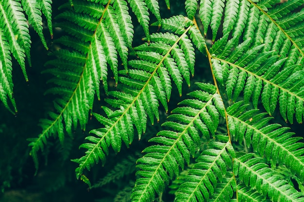 Premium Photo | Jungle plants background. tropical thickets and bushes ...