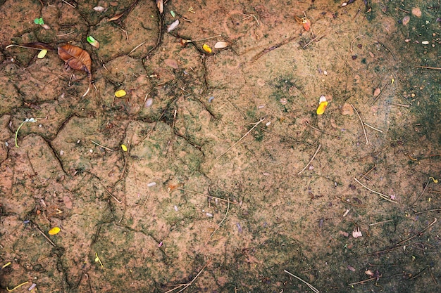 背景のジャングル土壌地面テクスチャ プレミアム写真