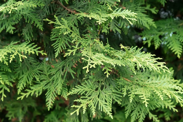 Premium Photo | Juniper background