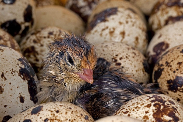 Premium Photo | Just hatched common quail chicks and mottled eggs