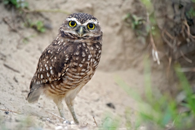 Premium Photo | Juvenile of burrowing owl near the burrow