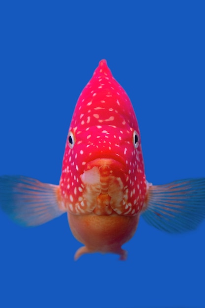 Premium Photo | Juvenile garibaldi fish on blue background