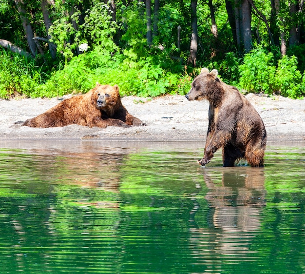 大きな湖のカムチャッカブラウンクマ プレミアム写真