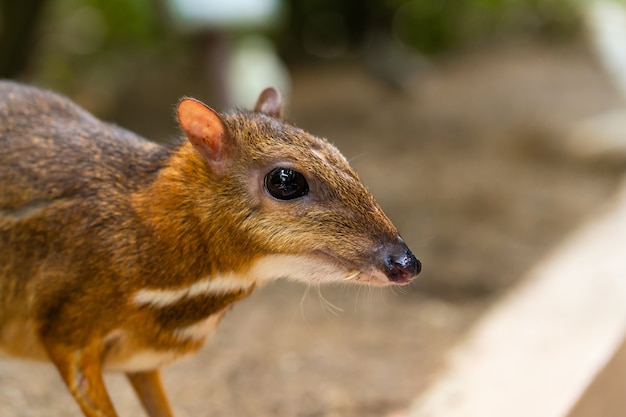 Kanchilは 熱帯地方の驚くほどかわいい赤ちゃん鹿です マウス鹿は最も珍しい動物の1つです プレミアム写真