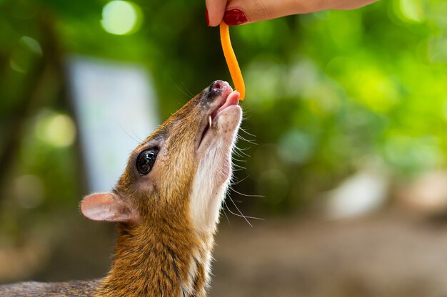 Kanchilは 熱帯地方の驚くほどかわいい赤ちゃん鹿です マウス鹿は最も珍しい動物の1つです プレミアム写真