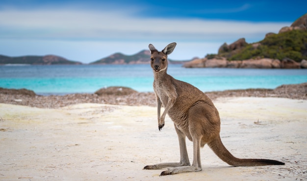 Kangaroo at lucky bay in the cape le grand national park | Premium Photo