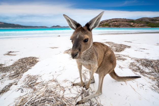 Premium Photo | Kangaroo at lucky bay in the cape le grand national