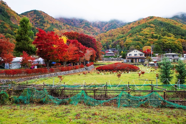 Premium Photo Kawaguchiko Maple Corridor With Fall Foliage Colors