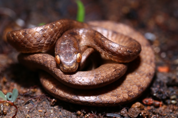 Premium Photo | The keeled slug-eating snake