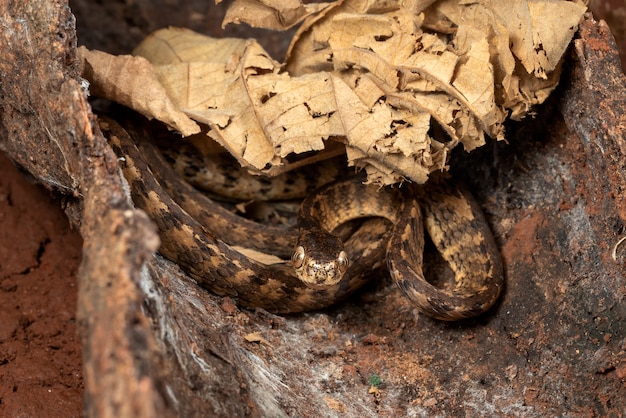 Premium Photo | Keeled slug snake on tree stomp