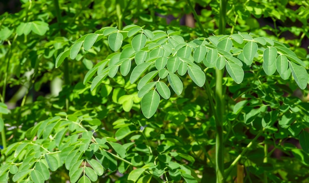 Premium Photo | Kelor or drumstick tree (moringa oleifera) green leaves ...