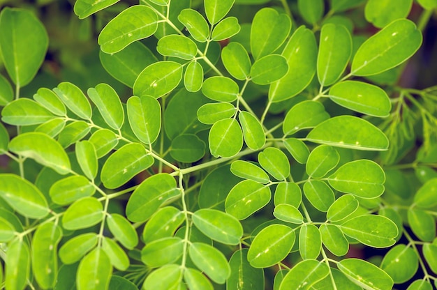 Premium Photo | Kelor or drumstick tree moringa oleifera green leaves ...