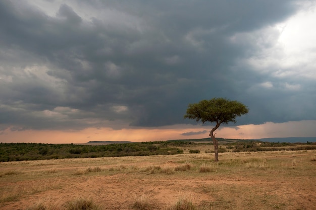 Premium Photo | Kenya landscape