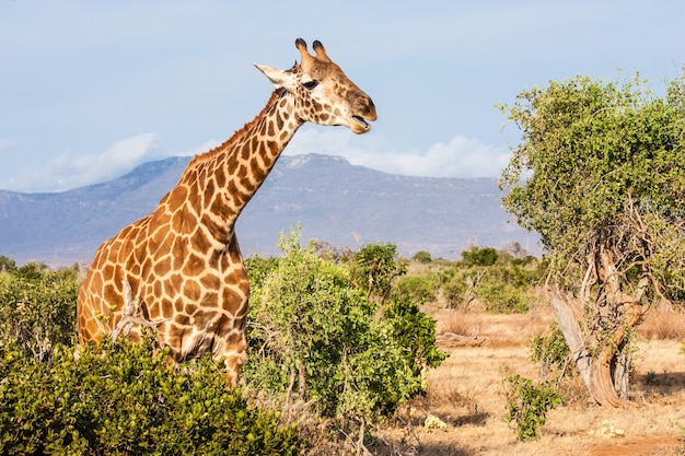 Premium Photo | Kenya, tsavo east national park. free giraffe in sunset ...