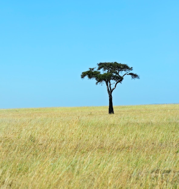 Premium Photo | Kenyan masai mara savannah landscape in summer. africa