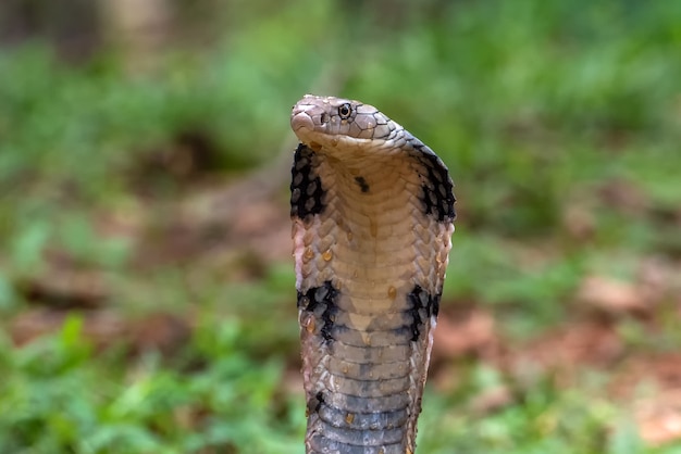 Premium Photo | The King Cobra (ophiophagus Hannah)