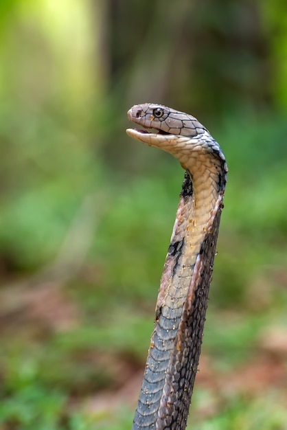 Premium Photo | The King Cobra (ophiophagus Hannah)